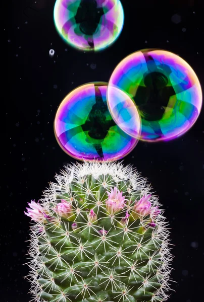 Bolla e cactus — Foto Stock