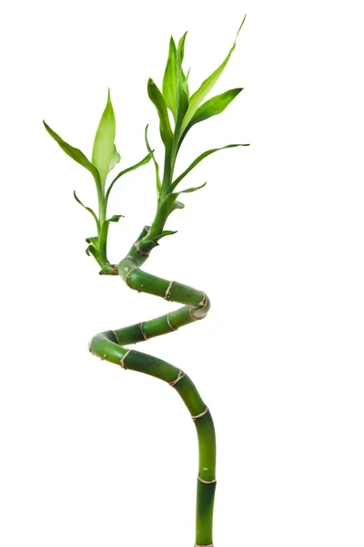 Lucky bamboo — Stock Photo, Image