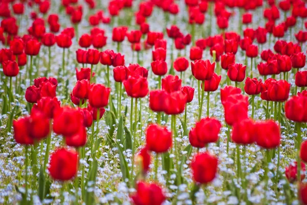 Campo rojo tulipanes —  Fotos de Stock
