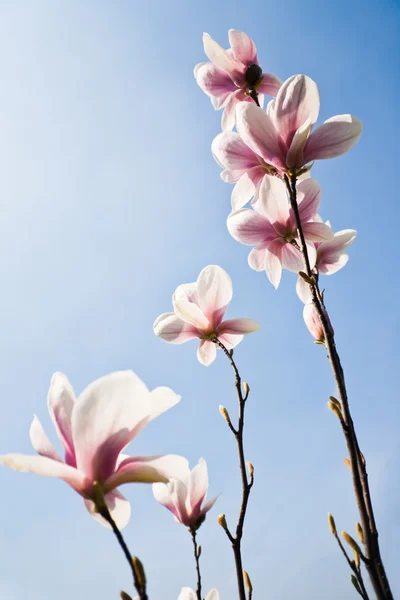 Purple magnolia flowers — Stock Photo, Image