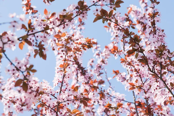 Branches with flowers — Stock Photo, Image