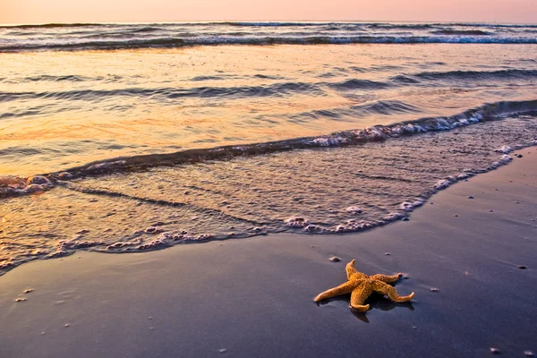 Морские звезды на пляже — стоковое фото