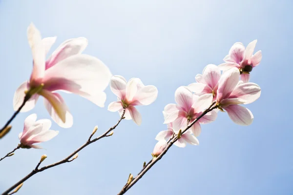 Magnolia flowers — Stock Photo, Image