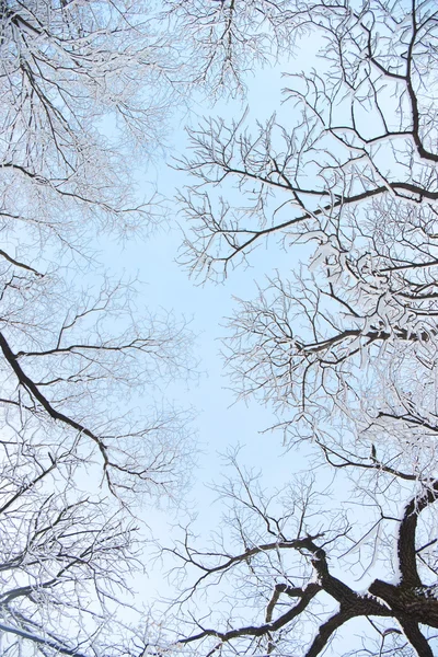 Árvores de inverno contra o céu — Fotografia de Stock