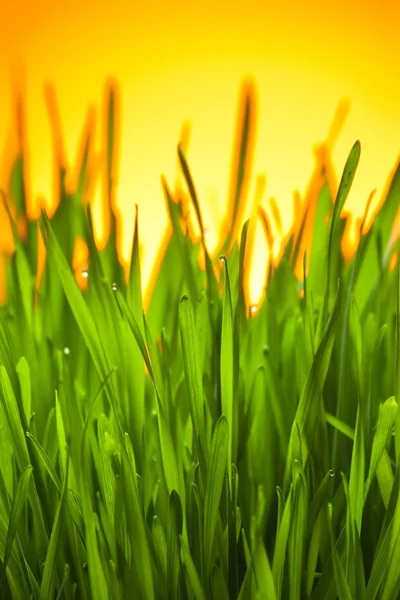 Трава росою — стокове фото