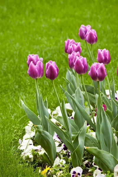 Flores de tulipa — Fotografia de Stock