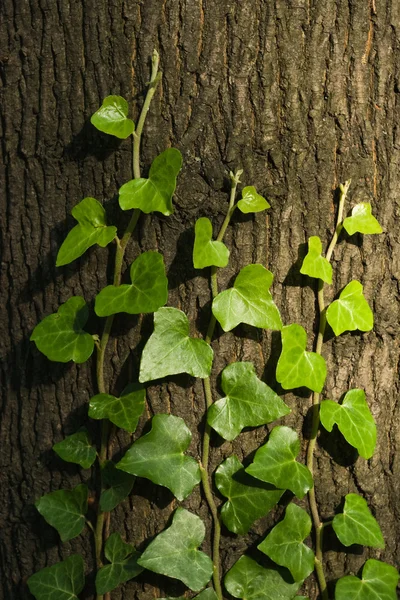 Efeu am Baum — Stockfoto