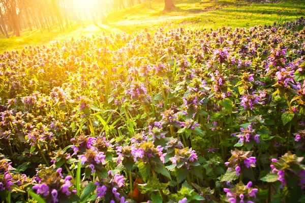 Morning flowers — Stock Photo, Image