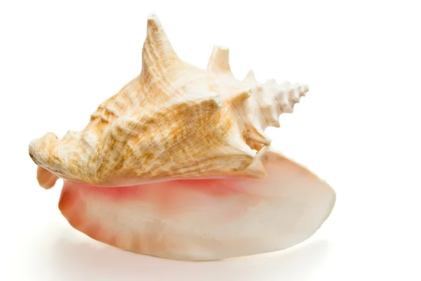白の大きな貝 — ストック写真