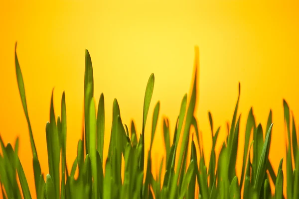 Green grass on yellow — Stock Photo, Image