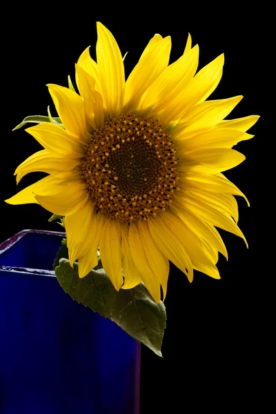 Sunflower in blue vase — Stock Photo, Image