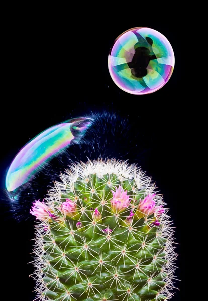Bubble barsten op cactus — Stockfoto