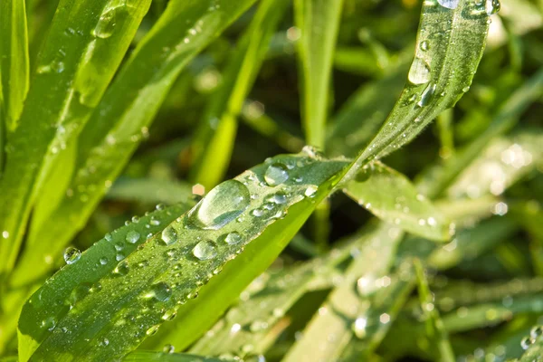 Gras mit Wassertropfen — Stockfoto