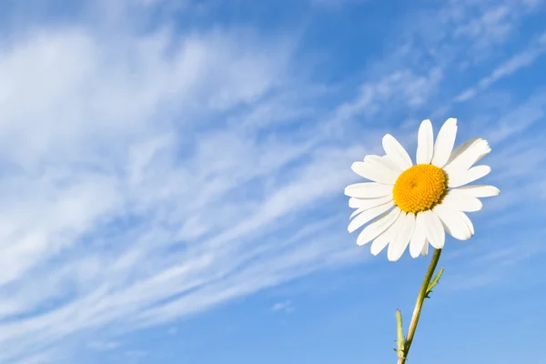 Daisy flower on sky Royalty Free Stock Images