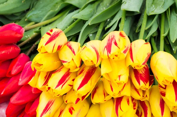 Gele tulpen — Stockfoto