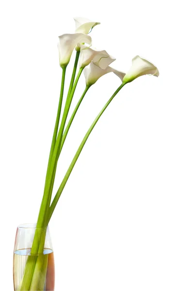 Calla flowers in vase — Stock Photo, Image