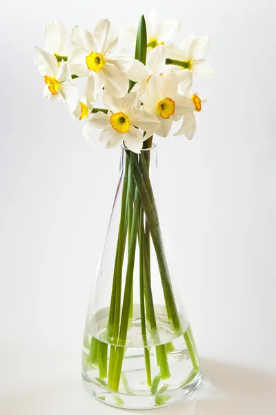 Λευκό daffodils — Φωτογραφία Αρχείου