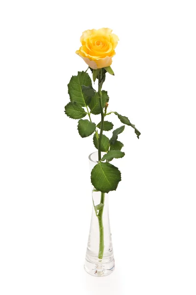 Yellow rose in glass vase — Stock Photo, Image