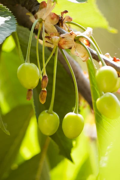 Green cherry — Stock Photo, Image
