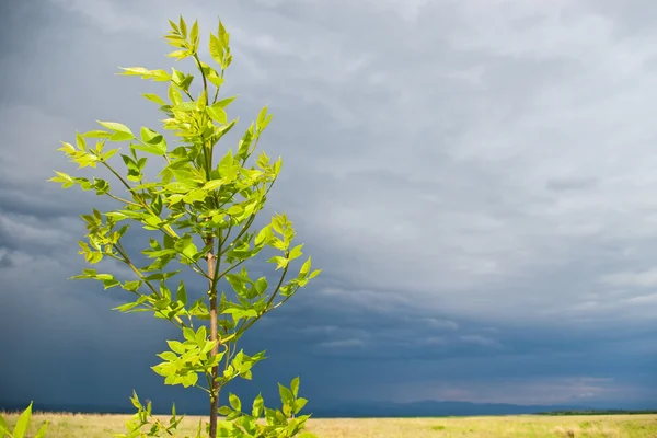 Young tree before storm — Stock Photo, Image