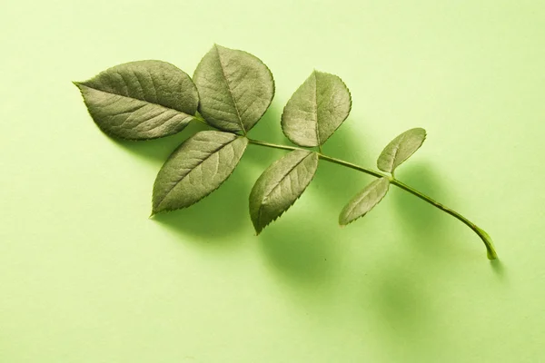 Hojas verdes — Foto de Stock