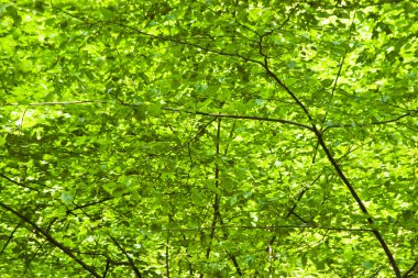 yeşil yeşillik arka plan