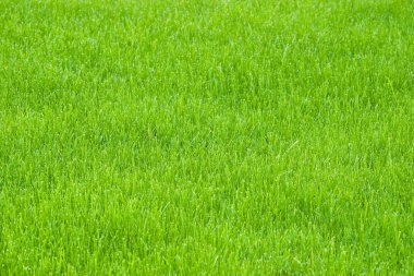Yeşil Çimen Arkaplanı
