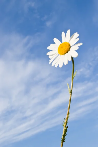 Flor de margarita — Foto de Stock