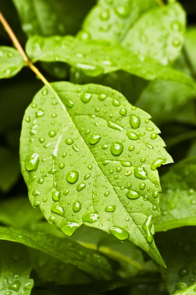 Wassertropfen auf Blatt — Stockfoto