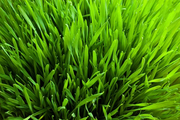 Hojas de hierba —  Fotos de Stock