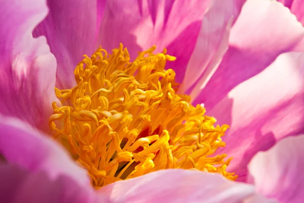 Flor de Paeonia — Foto de Stock