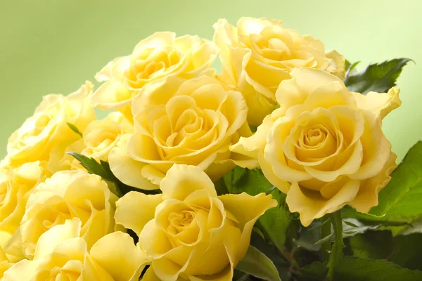 Yellow roses — Stock Photo, Image