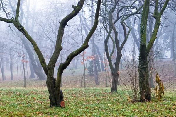 Дерево і туман — стокове фото