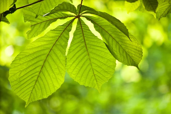 Mooie groene bladeren — Stockfoto