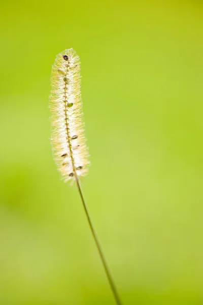 Planta de trigo verde — Foto de Stock