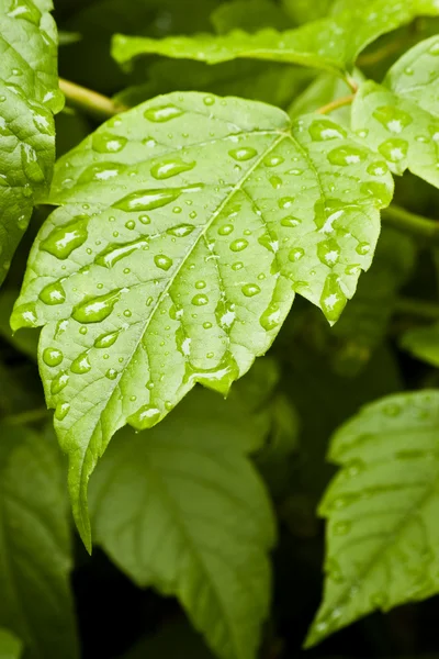 Leaf with water drops — Stock Photo, Image