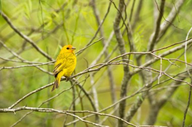 yellow warbler clipart