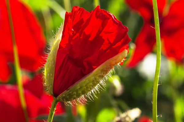 Rode papaver bloemen — Stockfoto