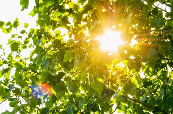 Soleil brille à travers les feuilles Photo De Stock