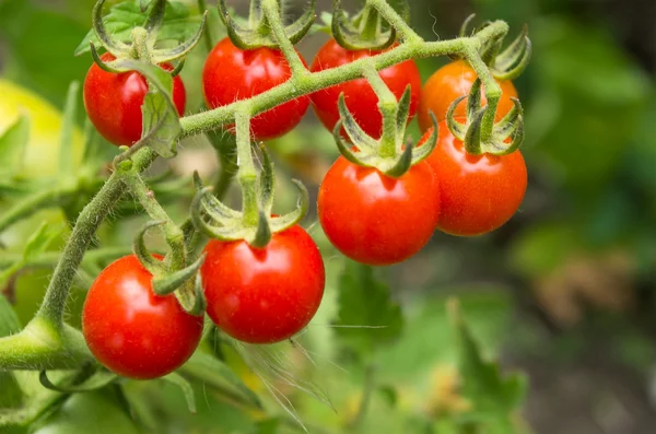 Kleine Tomaten Stockbild