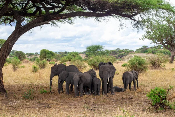 Mare Familie Elefanți Africani Care Merg Savană Tanzania Parcul Național — Fotografie, imagine de stoc