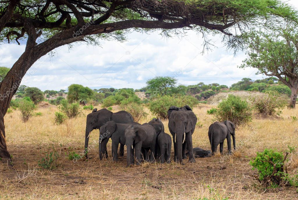Large family of African elephants walking on the savannah in Tanzania, Tarangire National Park
