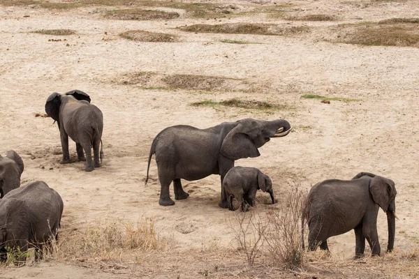 Familia de elefanți africani recoltează apă dintr-un râu uscat, Parcul Național Tarangire din Tanzania — Fotografie, imagine de stoc