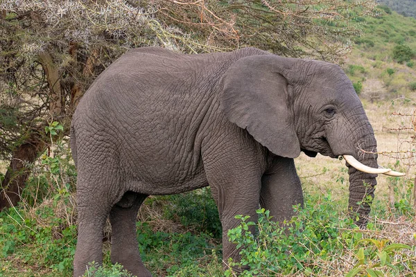 Elefant African Timpul Safari Ului Din Ngorongoro Tanzania — Fotografie, imagine de stoc
