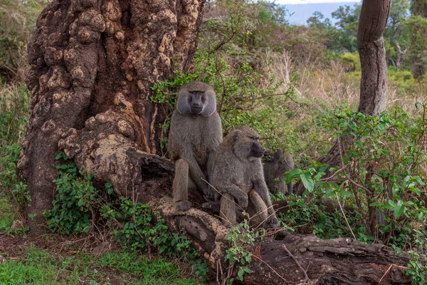 Paar Bavianen Zitten Een Boom Rond Kijken Ngorongoro Conservation Area — Stockfoto