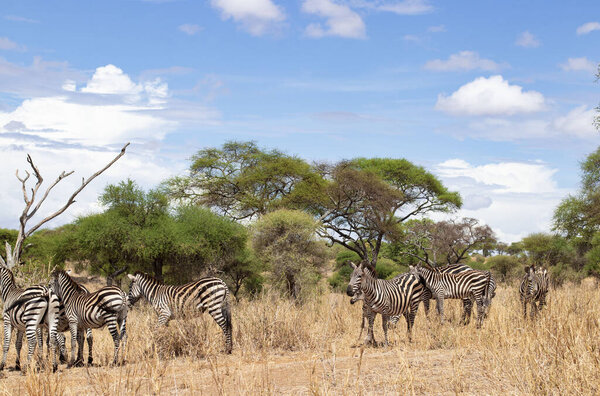 Zebras walking in the savannah during a safari in Tarangire National Park in Tanzania