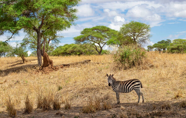 Zebra walking in the savannah during a safari in Tarangire National Park in Tanzania