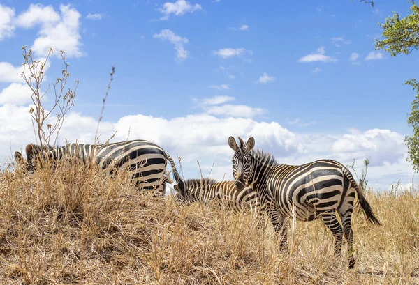 Zebrele Merg Savană Timpul Unui Safari Parcul Național Tarangire Din — Fotografie, imagine de stoc