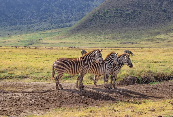Trei Zebre Pășune Timpul Unui Safari Craterul Ngorongoro Din Tanzania — Fotografie, imagine de stoc