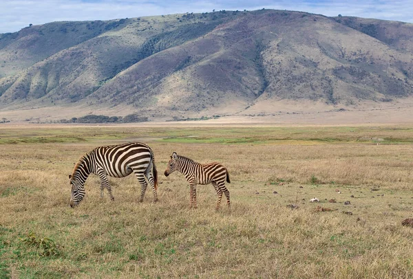 Zebra Mit Jungtier Auf Einer Weide Während Einer Safari Ngorongoro — Stockfoto